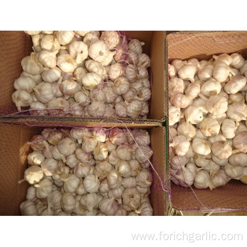 Normal White Garlic 2019 Jinxiang